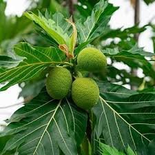 Breadfruit Tree